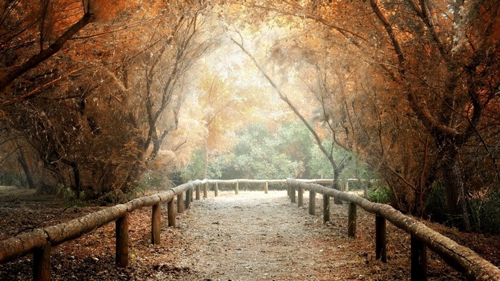 Autumn forest path with wooden railing