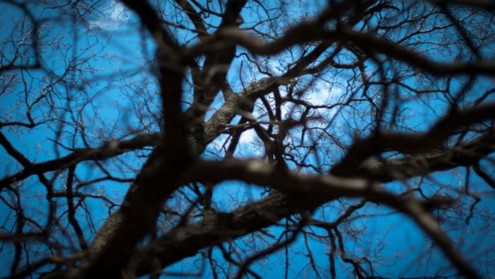 Moon seen through bare tree branches against blue sky