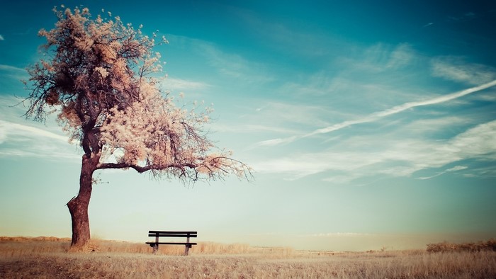 Lonely tree and bench in a field