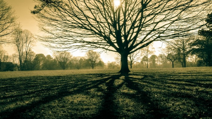Bare tree casting long shadows in a field at sunset