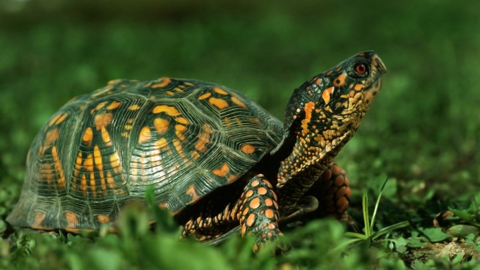 Turtle in green grass