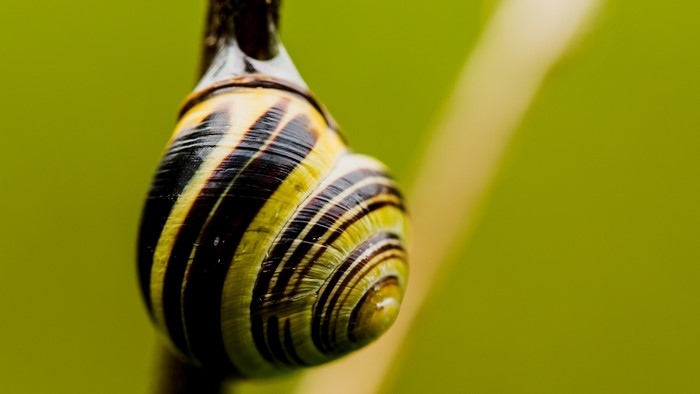 Snail on a plant stem