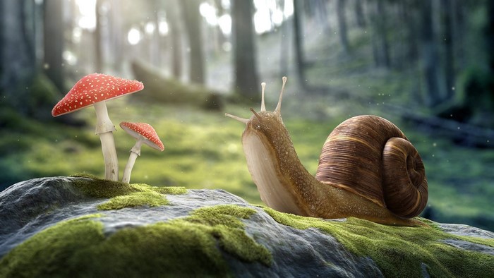 Snail and mushrooms in a forest