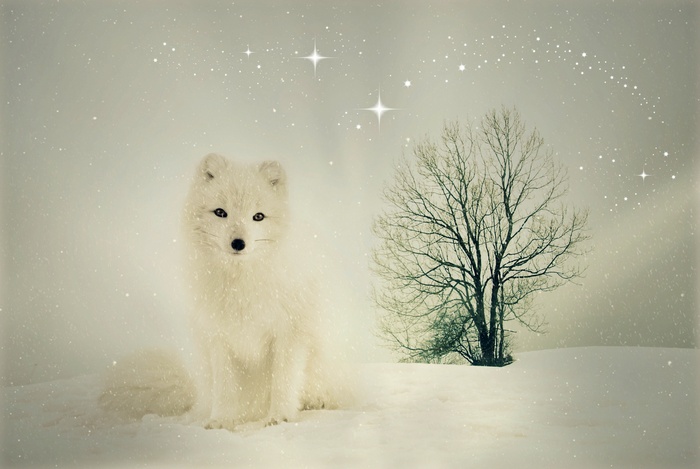 Arctic fox in a snowy landscape with a bare tree