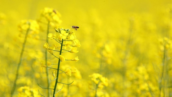 Bee on Yellow Flowers