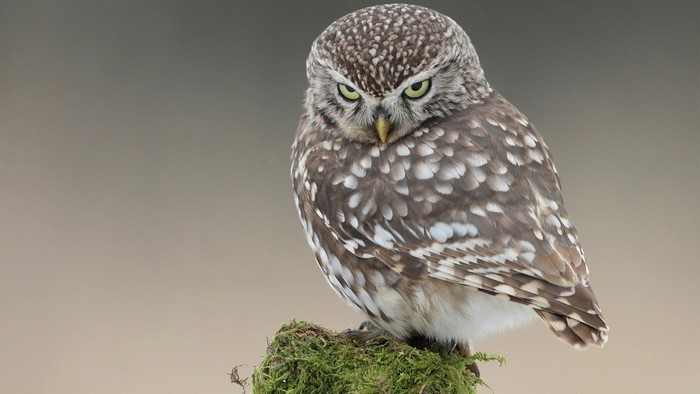 The Little Owl on a mossy perch