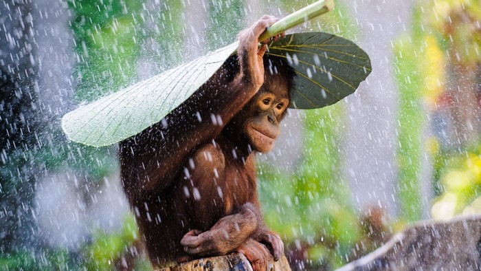 Orangutan holding a leaf as an umbrella in the rain