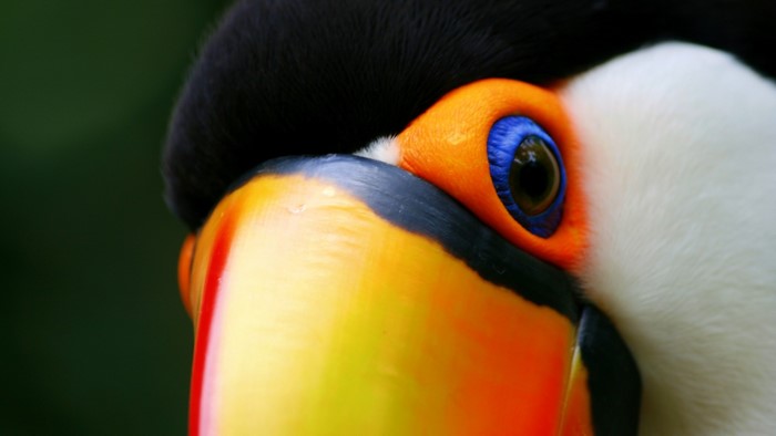 Close-up of a Toucan's Eye and Beak