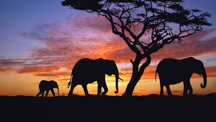 Elephants Silhouetted Against a Sunset Sky