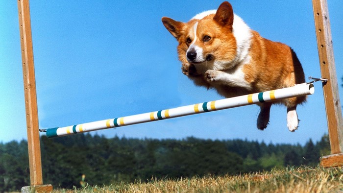 Welsh Corgi jumping over agility course bar