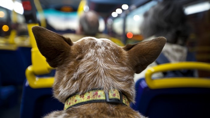 Dog with floral collar on a bus