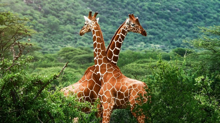 Two giraffes with their necks intertwined in a forest
