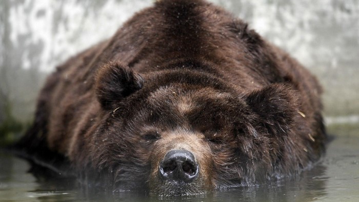 Grizzly Bear resting in water