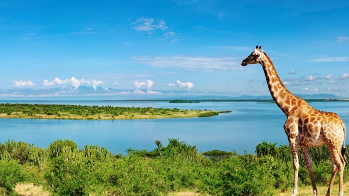 Giraffe standing by a lake with islands