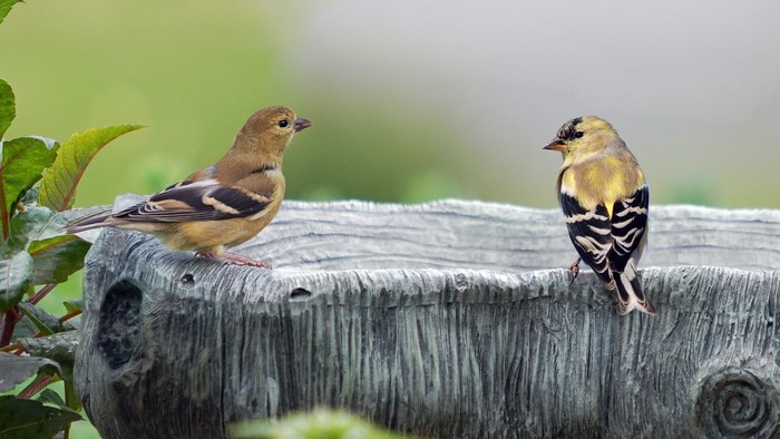 Two Goldfinches on a Bird Bath
