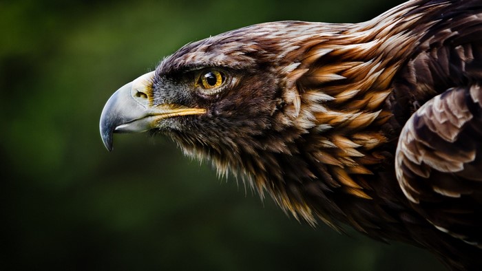 Close-up of a Golden Eagle's head