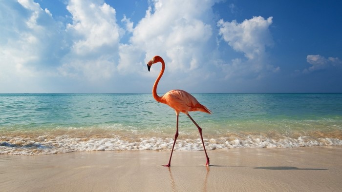 Flamingo Walking Along Tropical Beach