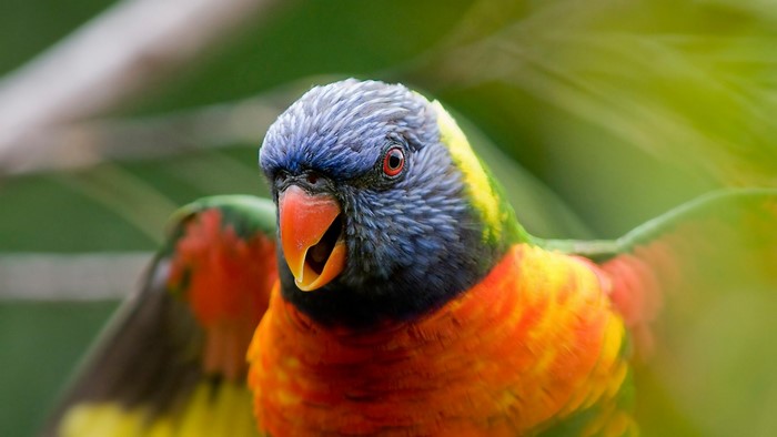 Rainbow Lorikeet Parrot with Open Beak