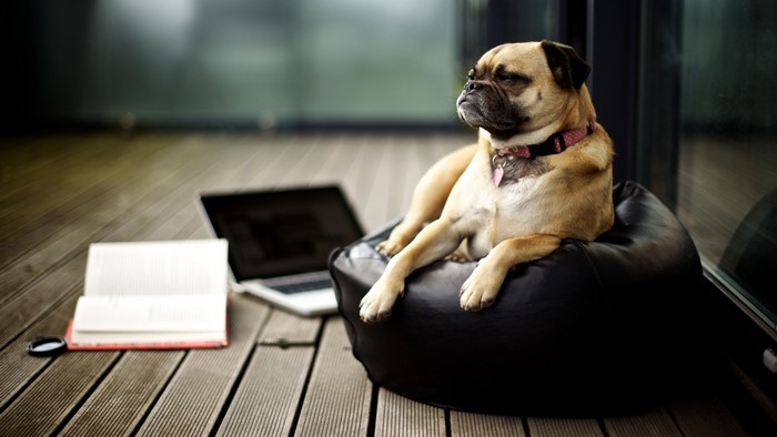 Pug on a beanbag with a laptop and book