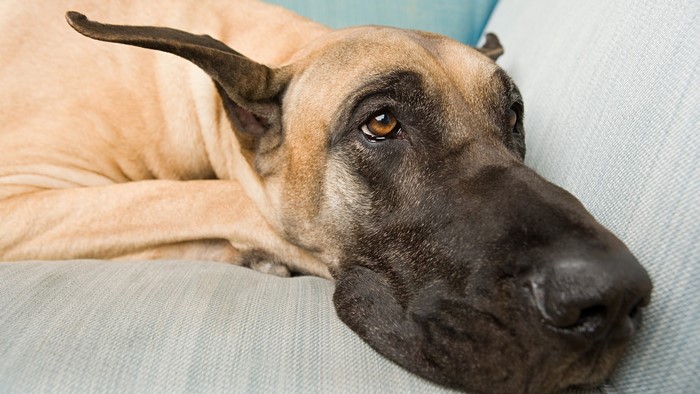 Great Dane resting on a couch