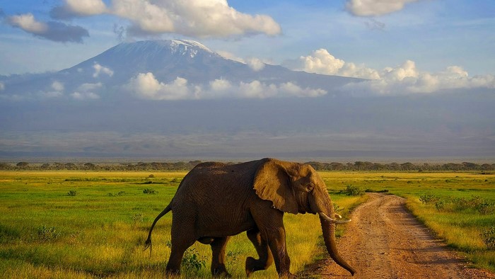 Elephant crosses dirt road with Mount Kilimanjaro in background