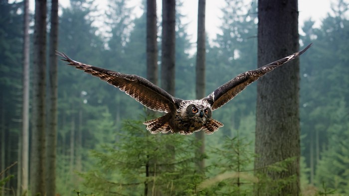 Owl in flight over a forest