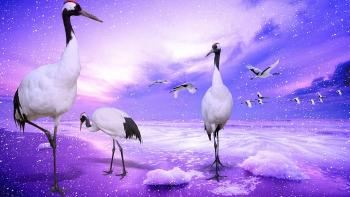 Red Crowned Cranes in a Purple Winter Landscape