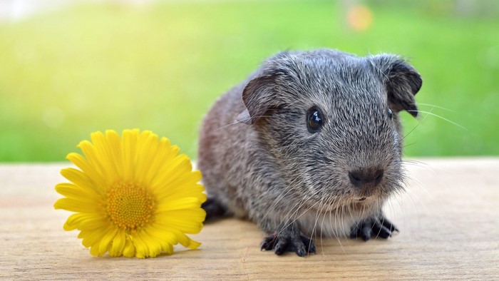 Cute guinea pig with a yellow flower