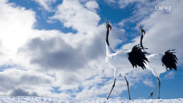 Two Japanese Cranes in Snow Under Cloudy Sky