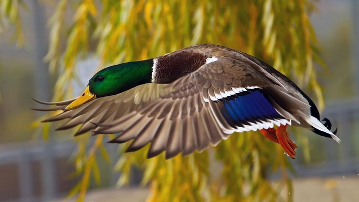 Mallard duck in flight with yellow foliage