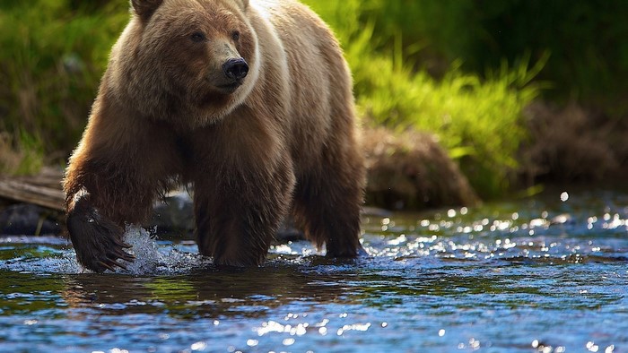 Grizzly Bear Walking in Water