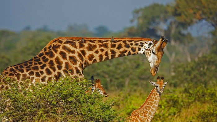 Giraffe family in a savanna landscape