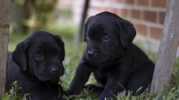 Two Black Labrador Puppies in Grass