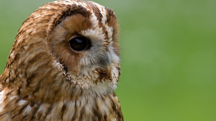 Close up of a Tawny Owl