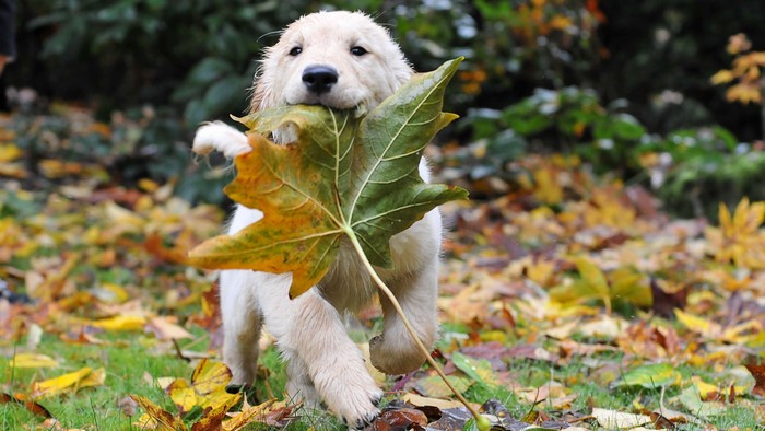 Golden Retriever puppy carrying a large leaf