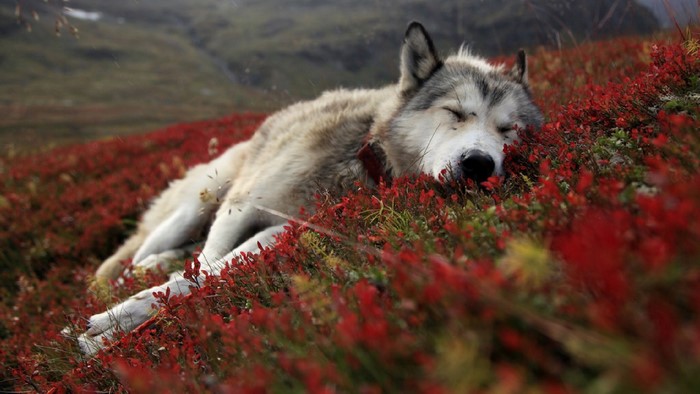 Wolf sleeping on a bed of red flowers