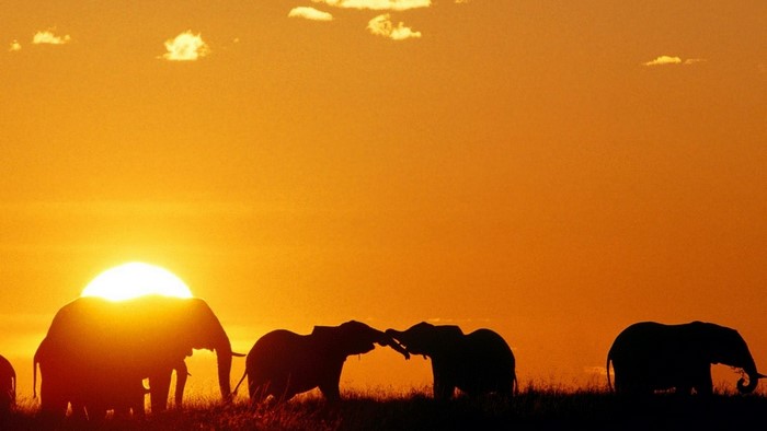 Elephants Silhouetted Against a Sunset