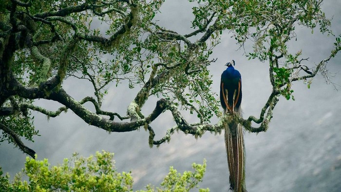 Peafowl perched on a mossy tree branch in Yala NP