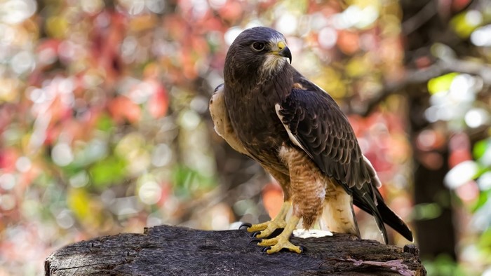 Hawk perched on a log in autumn