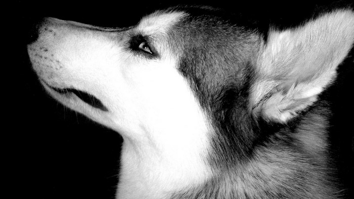 Close-up of a Siberian Husky's head