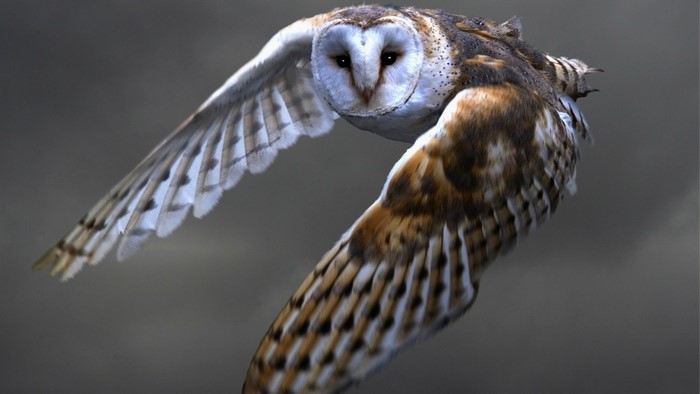 Barn Owl in Flight