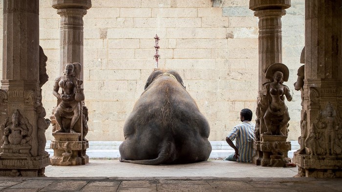 Elephant and man in Indian temple