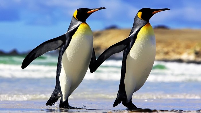 Two King Penguins Walking on a Beach