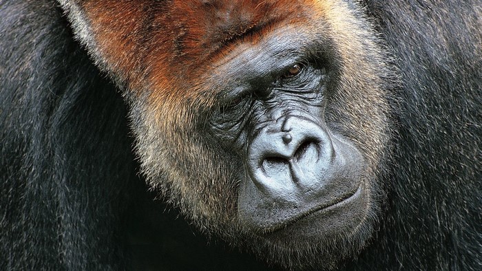 Close-up of a Gorilla's Face