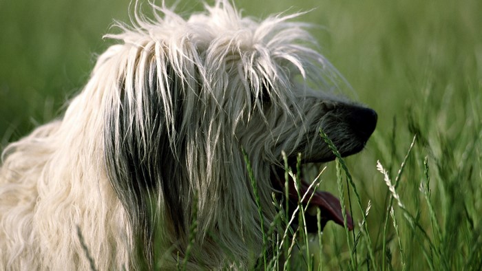 Sheepdog with long fur in green grass