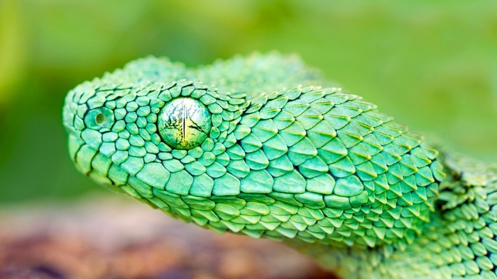 Close-up of a green viper snake's eye