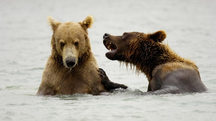 Two grizzly bears in water