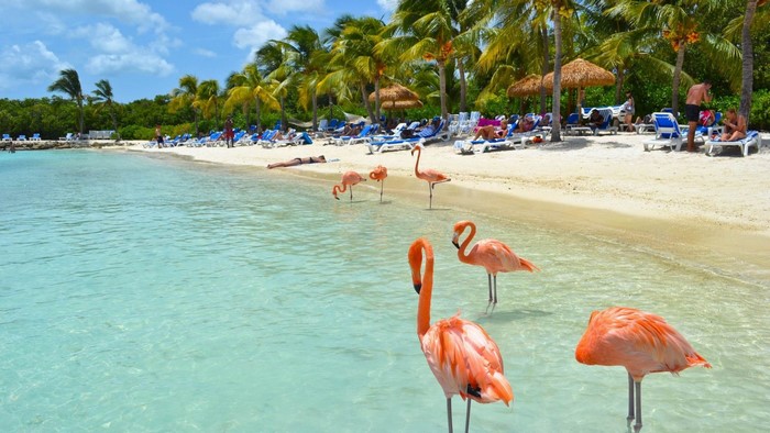 Pink Flamingos on Aruba Beach with Sunbathers
