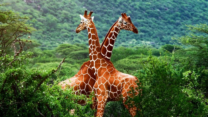 Two giraffes with patterned fur in a forest