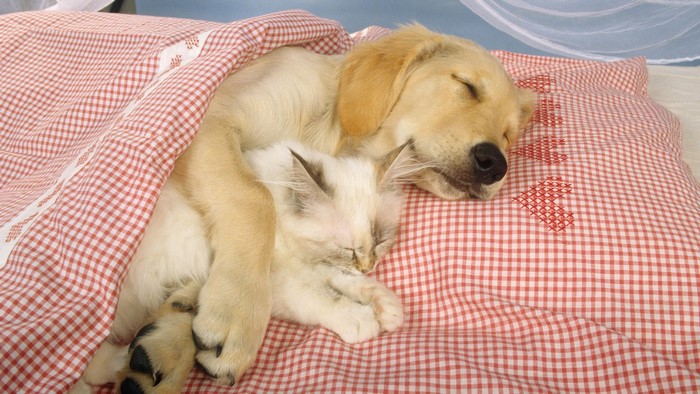 Golden Retriever puppy and kitten sleeping together